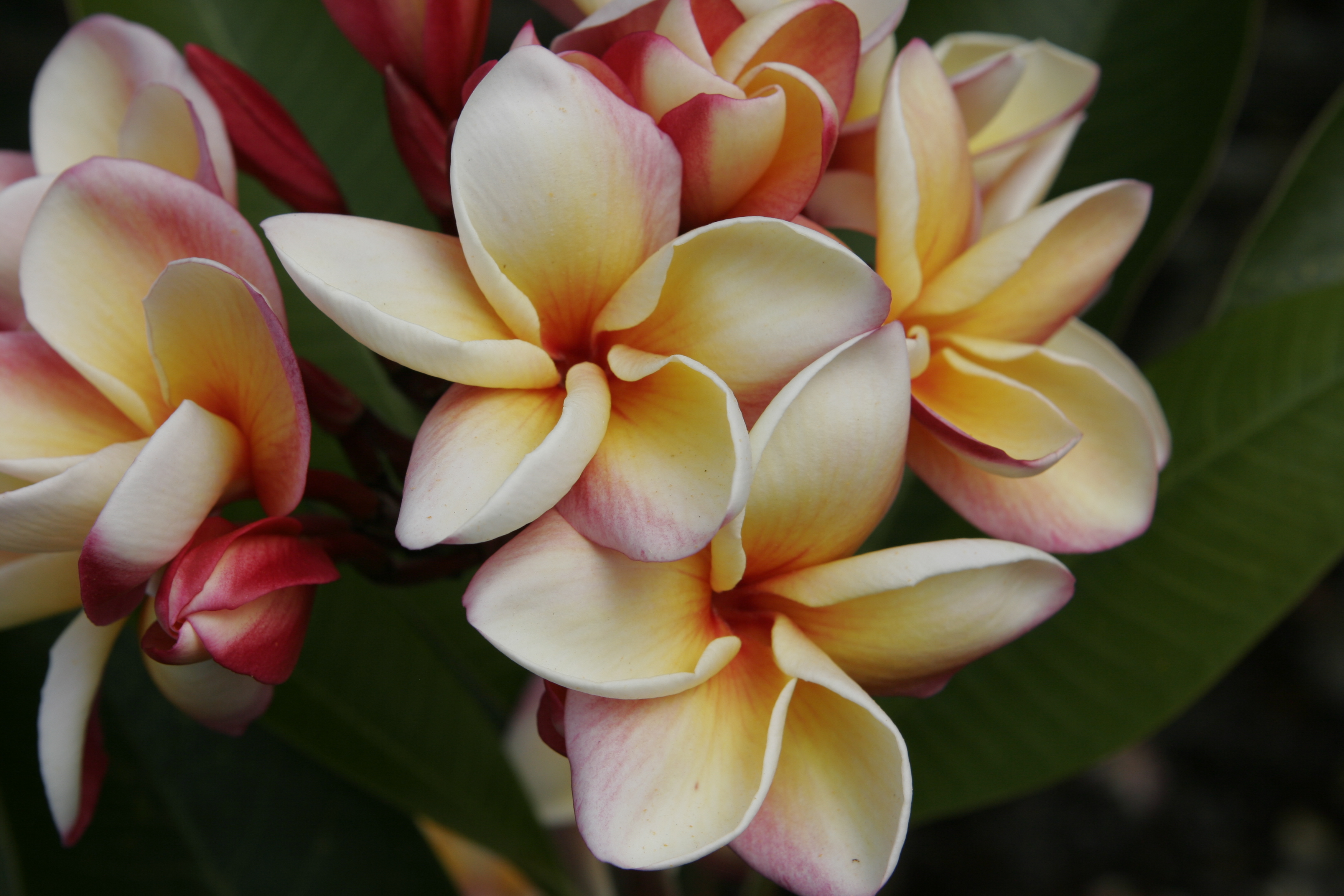Lava Flow plumeria photo