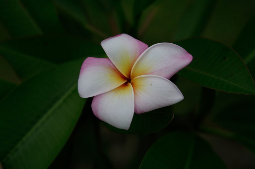 Lake’s Pink plumeria photo