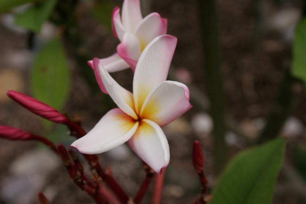Lake’s Pink plumeria photo