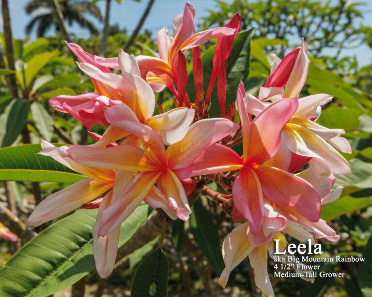 Leela plumeria photo