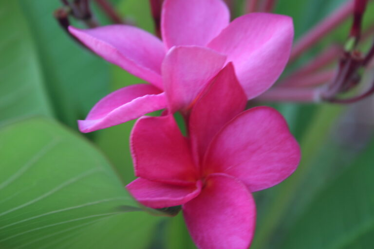 Leilani plumeria photo