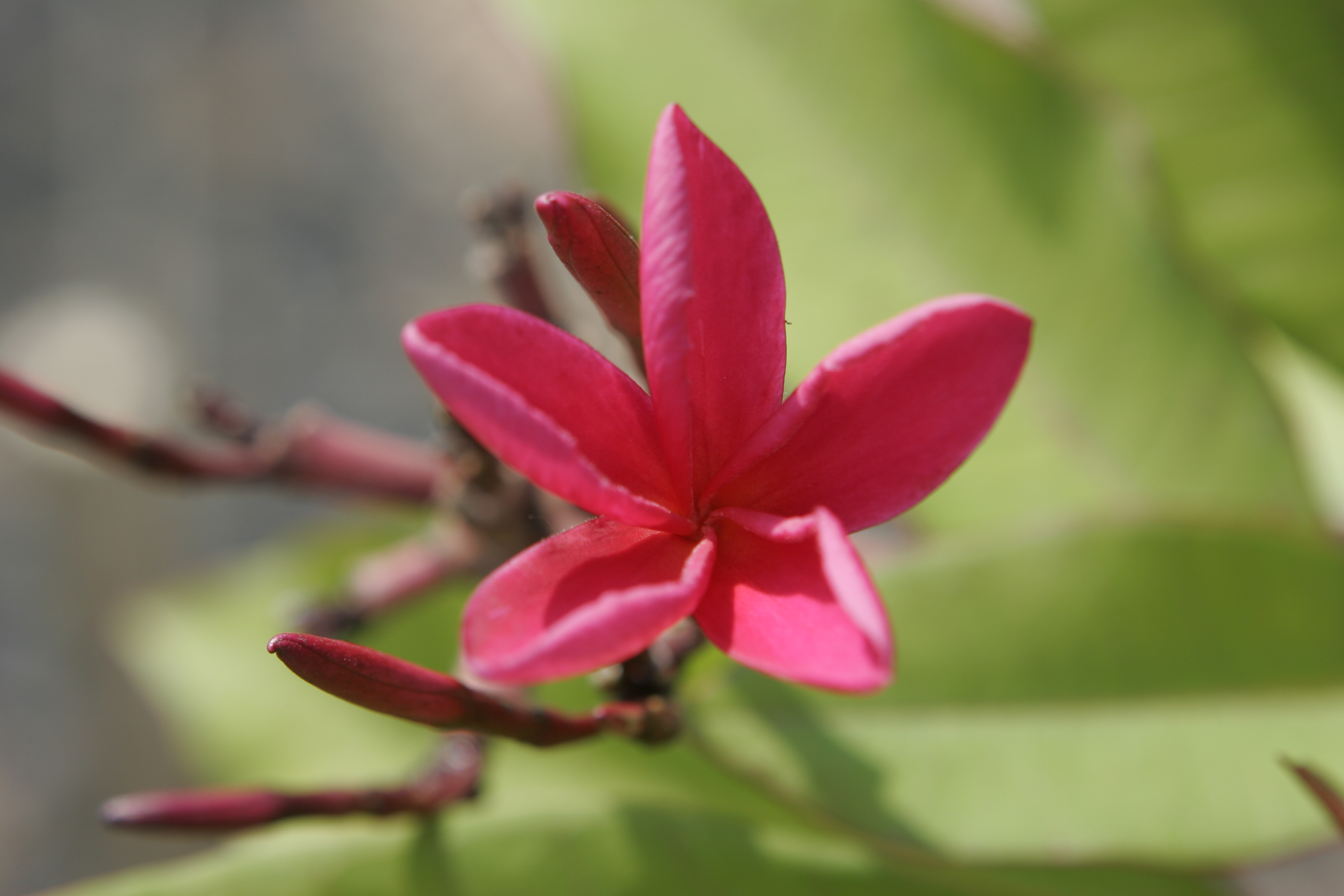 Leilani plumeria photo