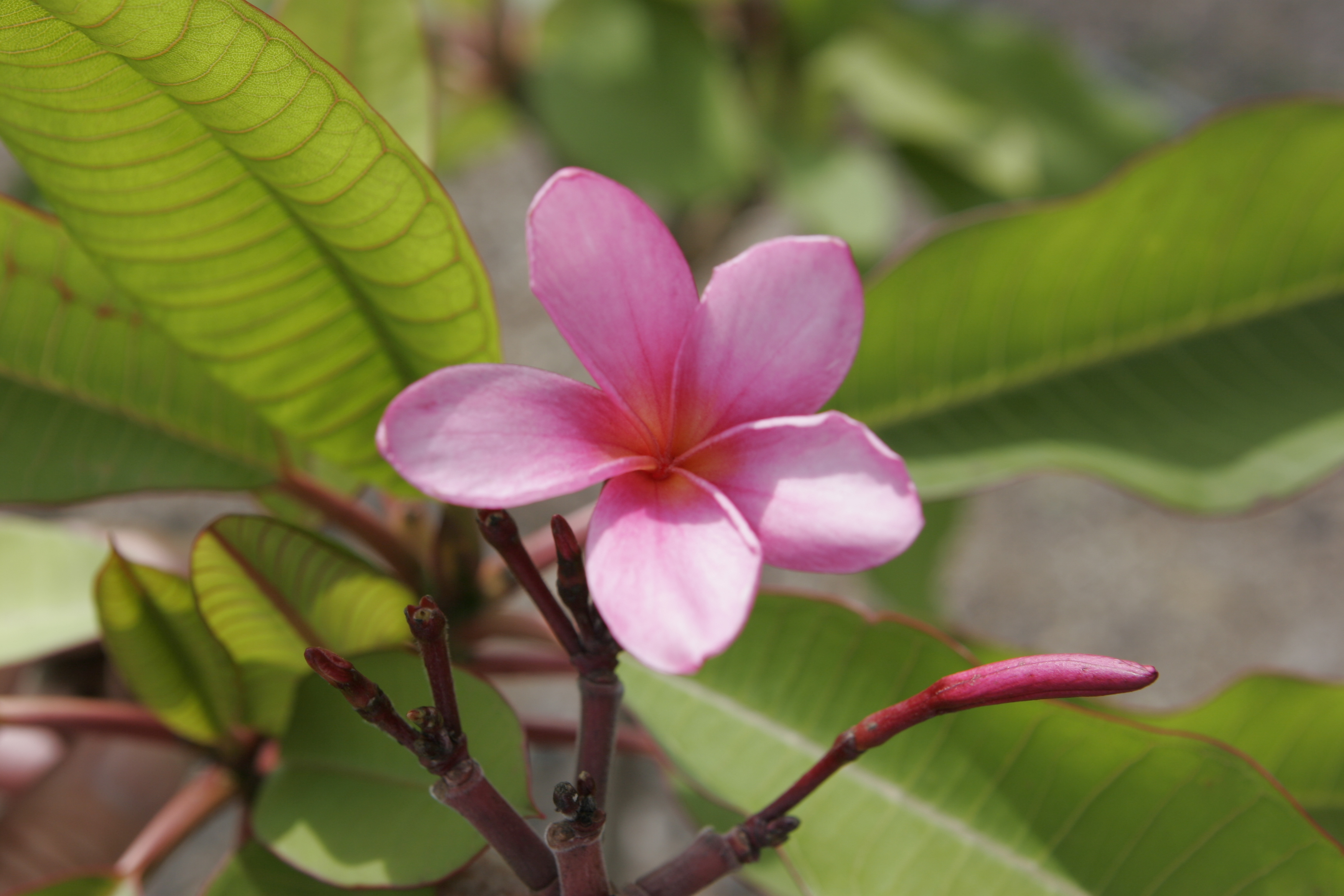 Leilani plumeria photo