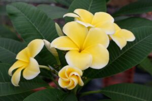 Lemon Drop plumeria photo