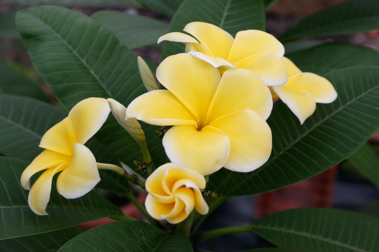Lemon Drop plumeria photo