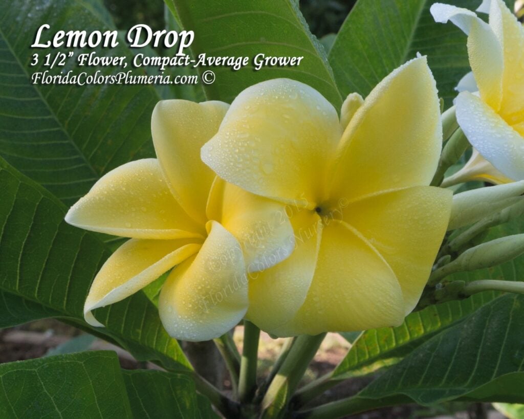 Lemon Drop plumeria photo