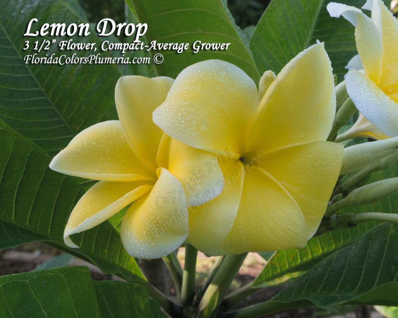 Lemon Drop plumeria photo
