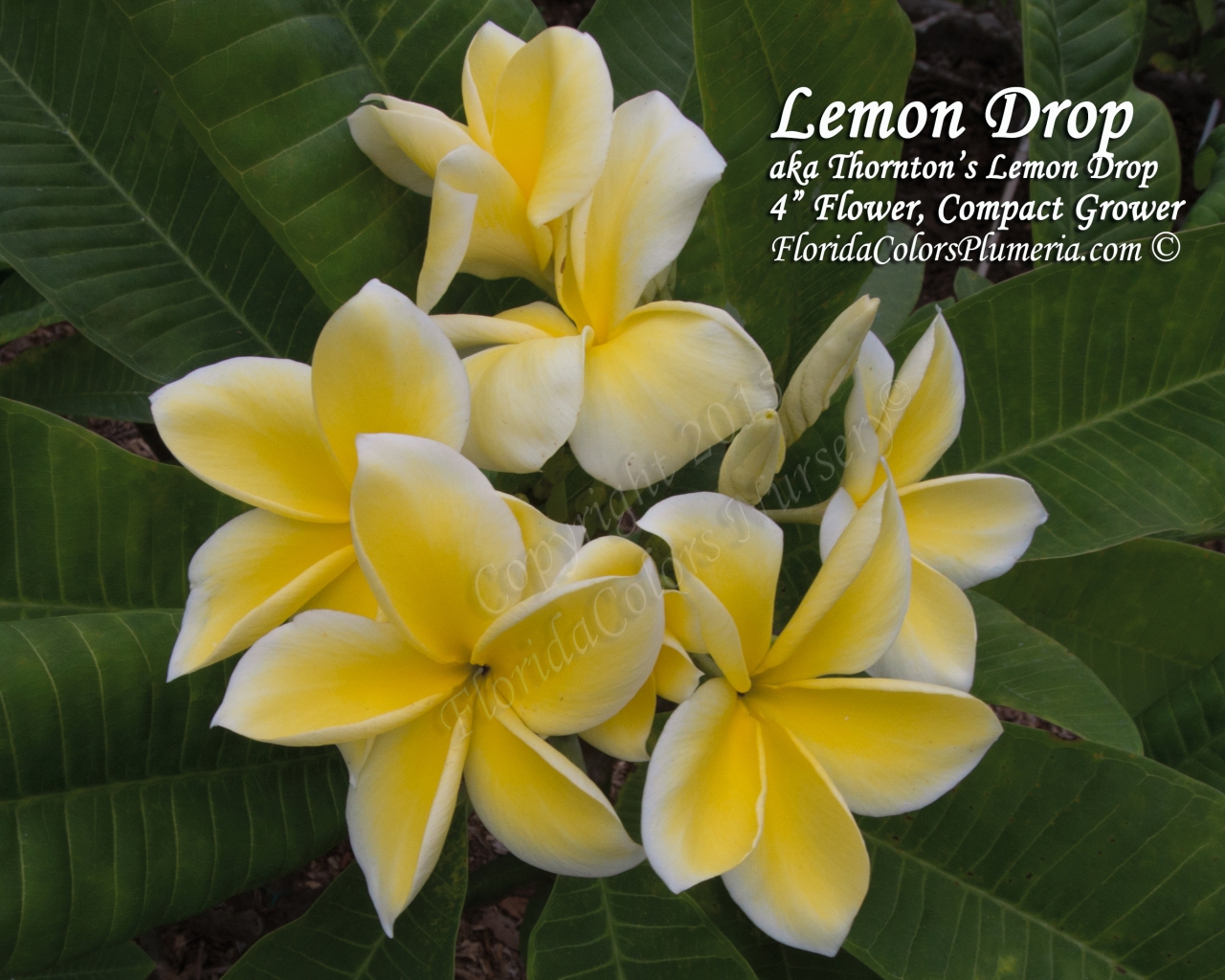 Lemon Drop plumeria photo
