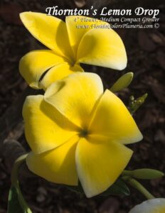 Lemon Drop plumeria photo