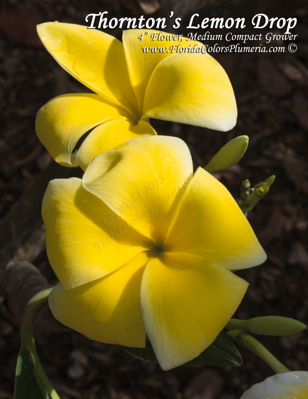 Lemon Drop plumeria photo