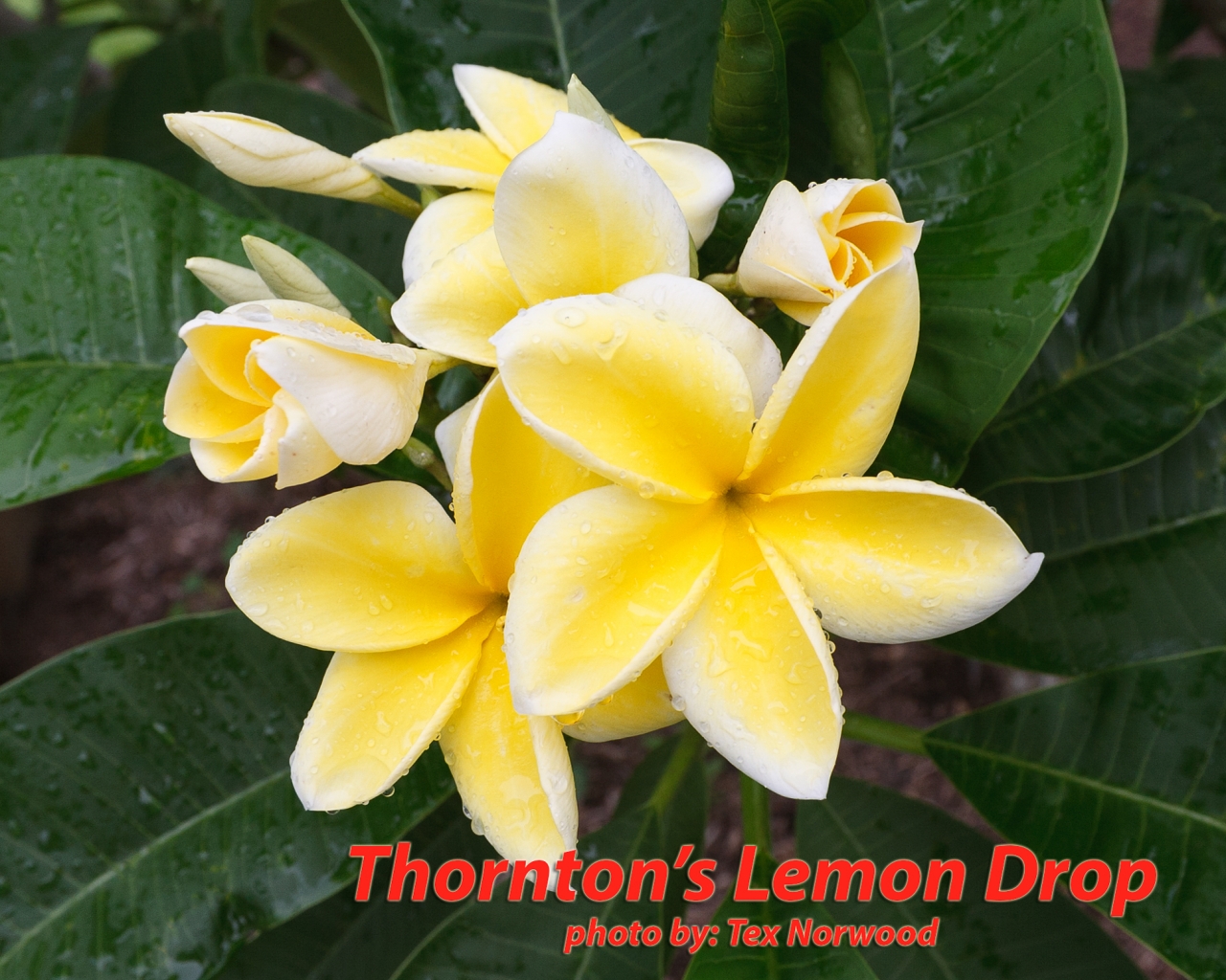 Lemon Drop plumeria photo