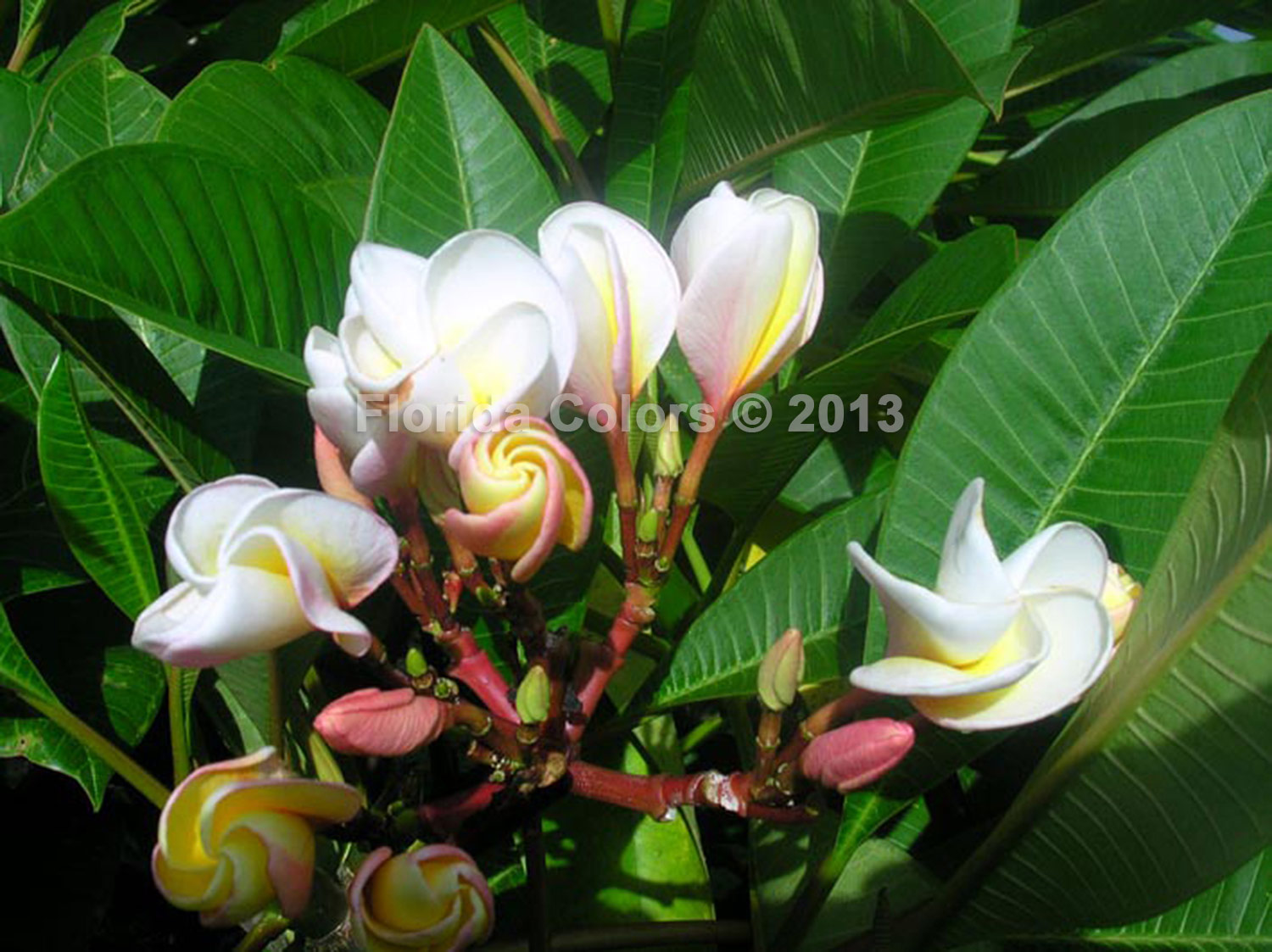 Lemon Shell plumeria photo