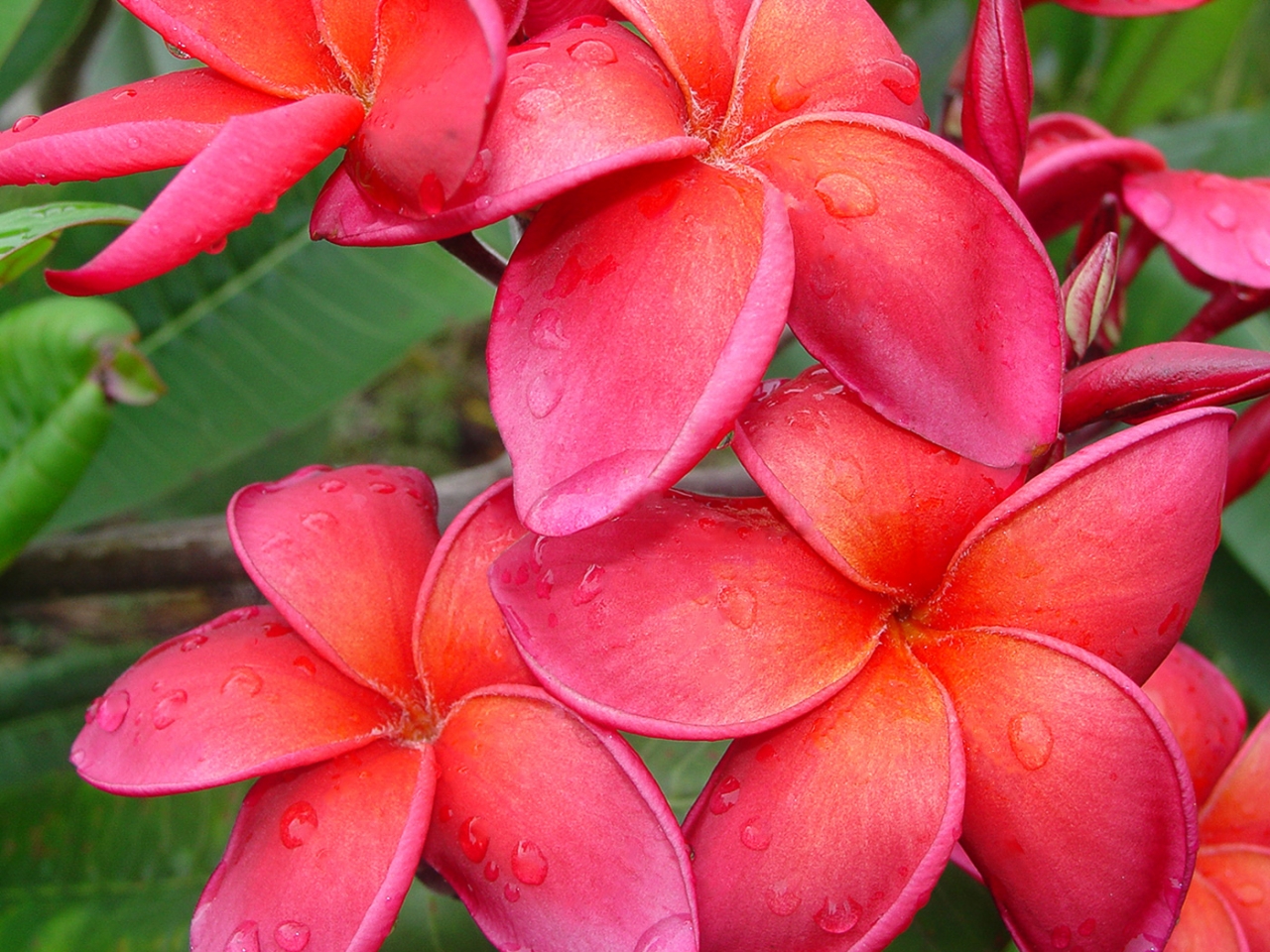 Leona Hoke plumeria photo