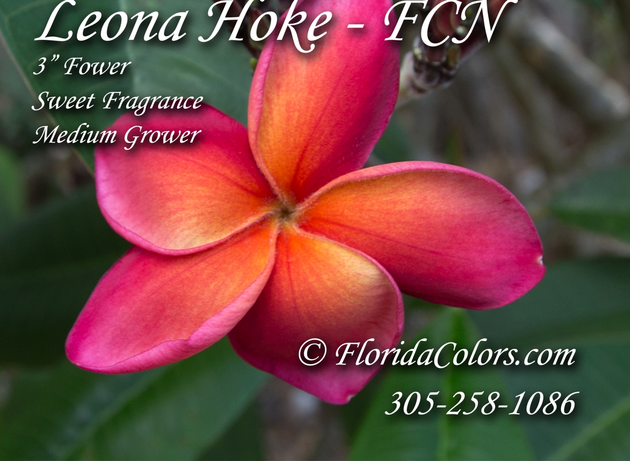 Leona Hoke plumeria photo