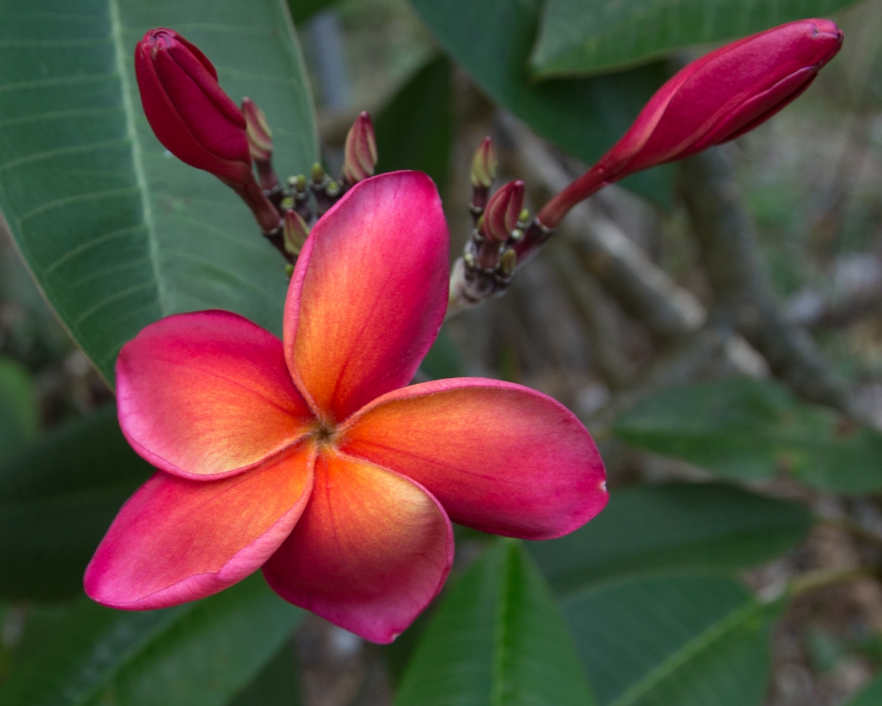 Leona Hoke plumeria photo