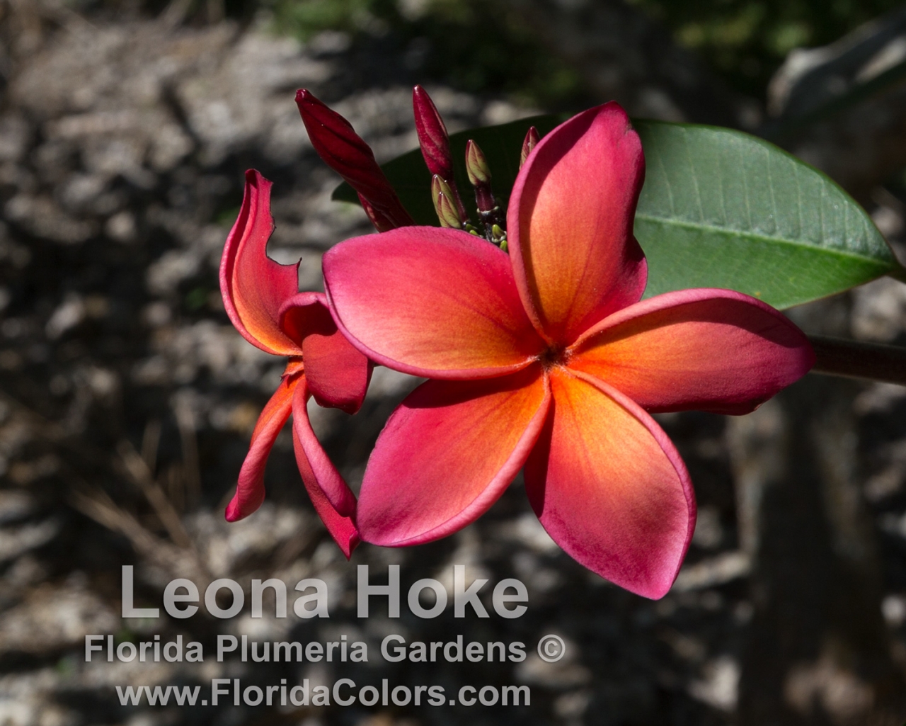 Leona Hoke plumeria photo