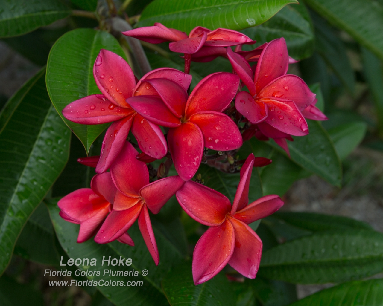 Leona Hoke plumeria photo