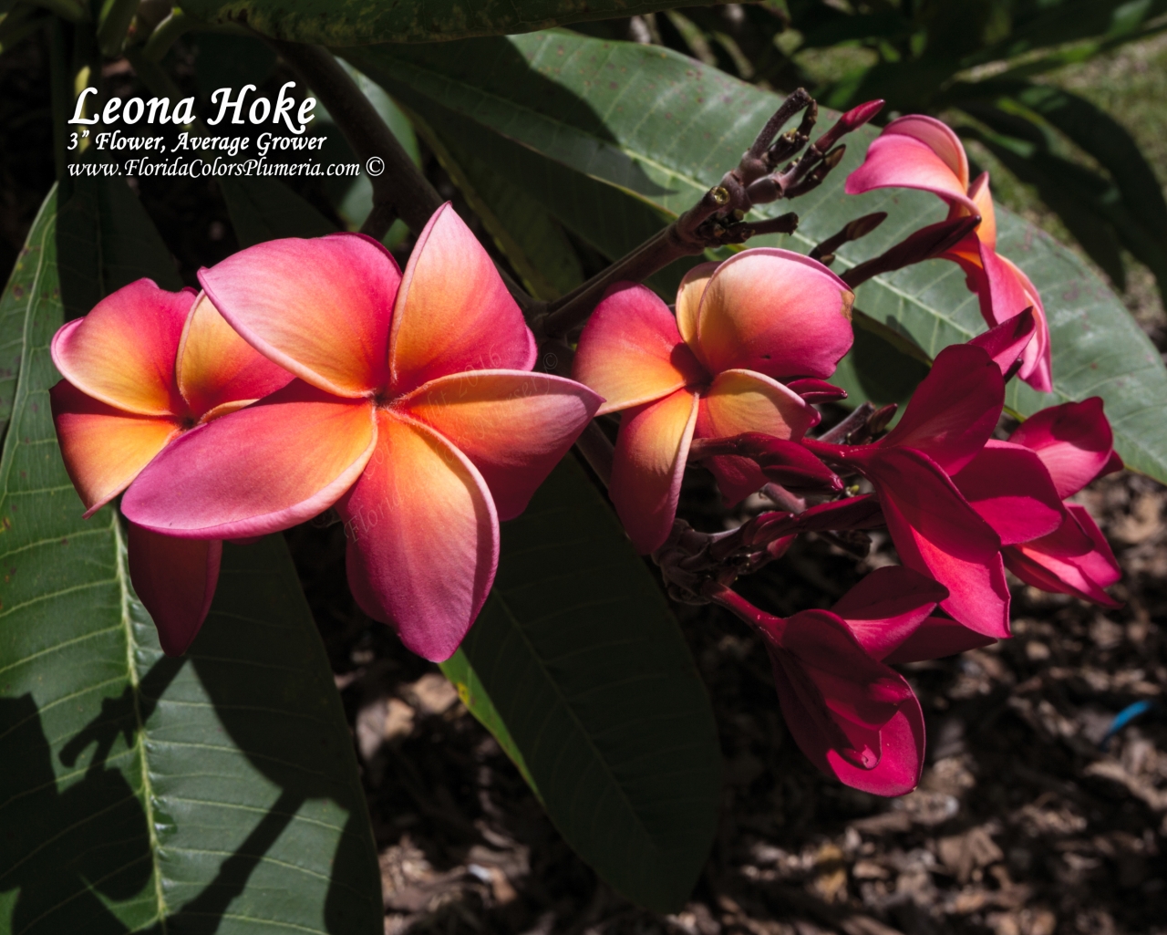 Leona Hoke plumeria photo
