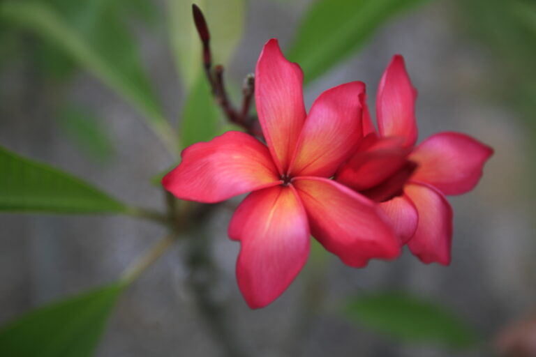 Leticia plumeria photo