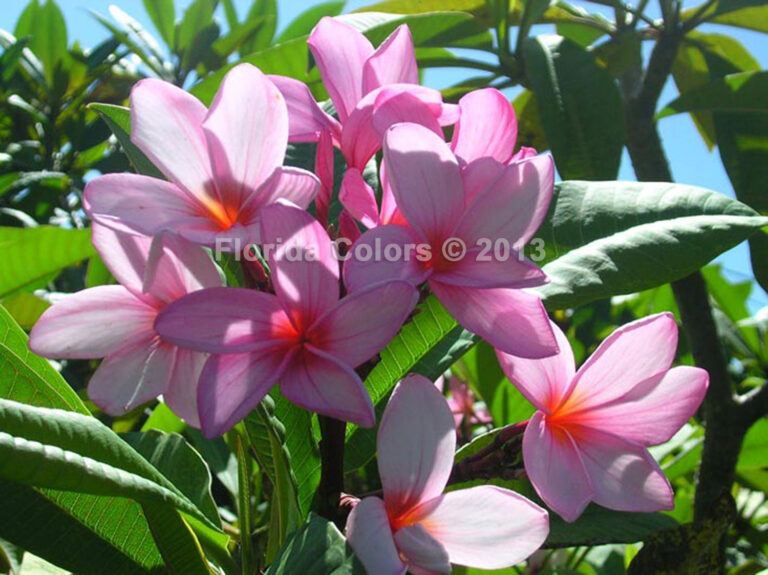 Lilac Mist plumeria photo