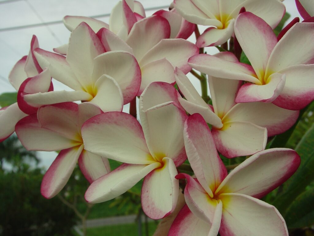 Lilly Warmtoes plumeria photo