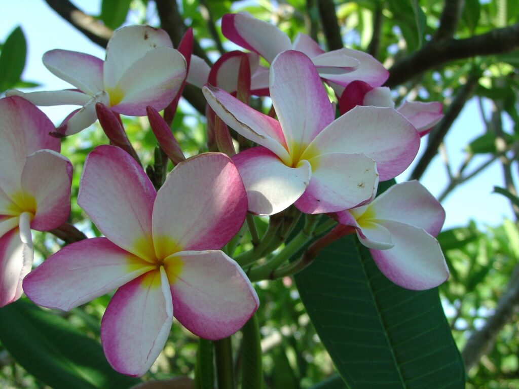 Lilly Warmtoes plumeria photo
