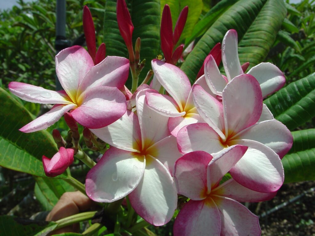Lilly Warmtoes plumeria photo