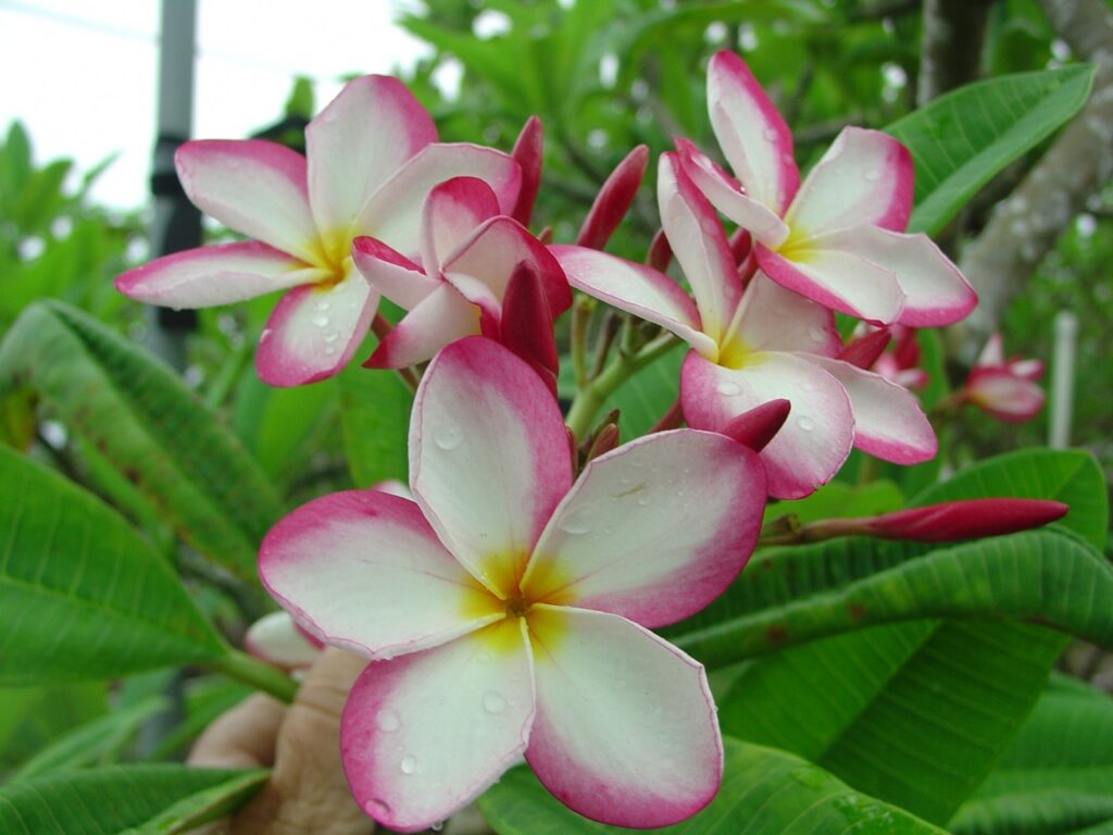Lilly Warmtoes plumeria photo