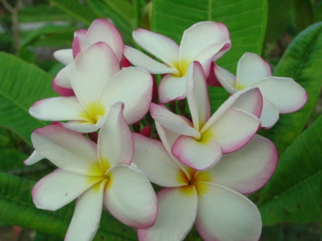Lilly Warmtoes plumeria photo