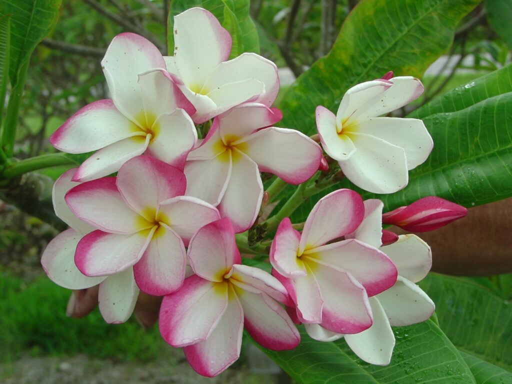 Lilly Warmtoes plumeria photo