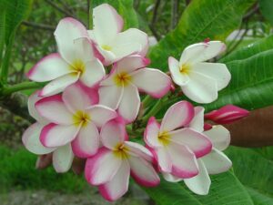 Lilly Warmtoes plumeria photo