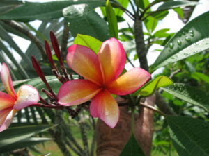 Linda Jean plumeria