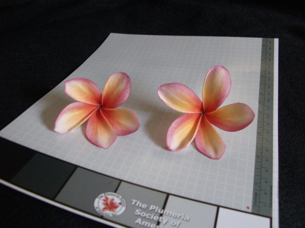 Linda Jean plumeria photo