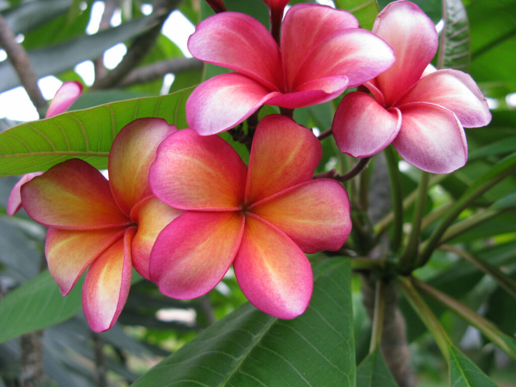 Linda Jean plumeria photo