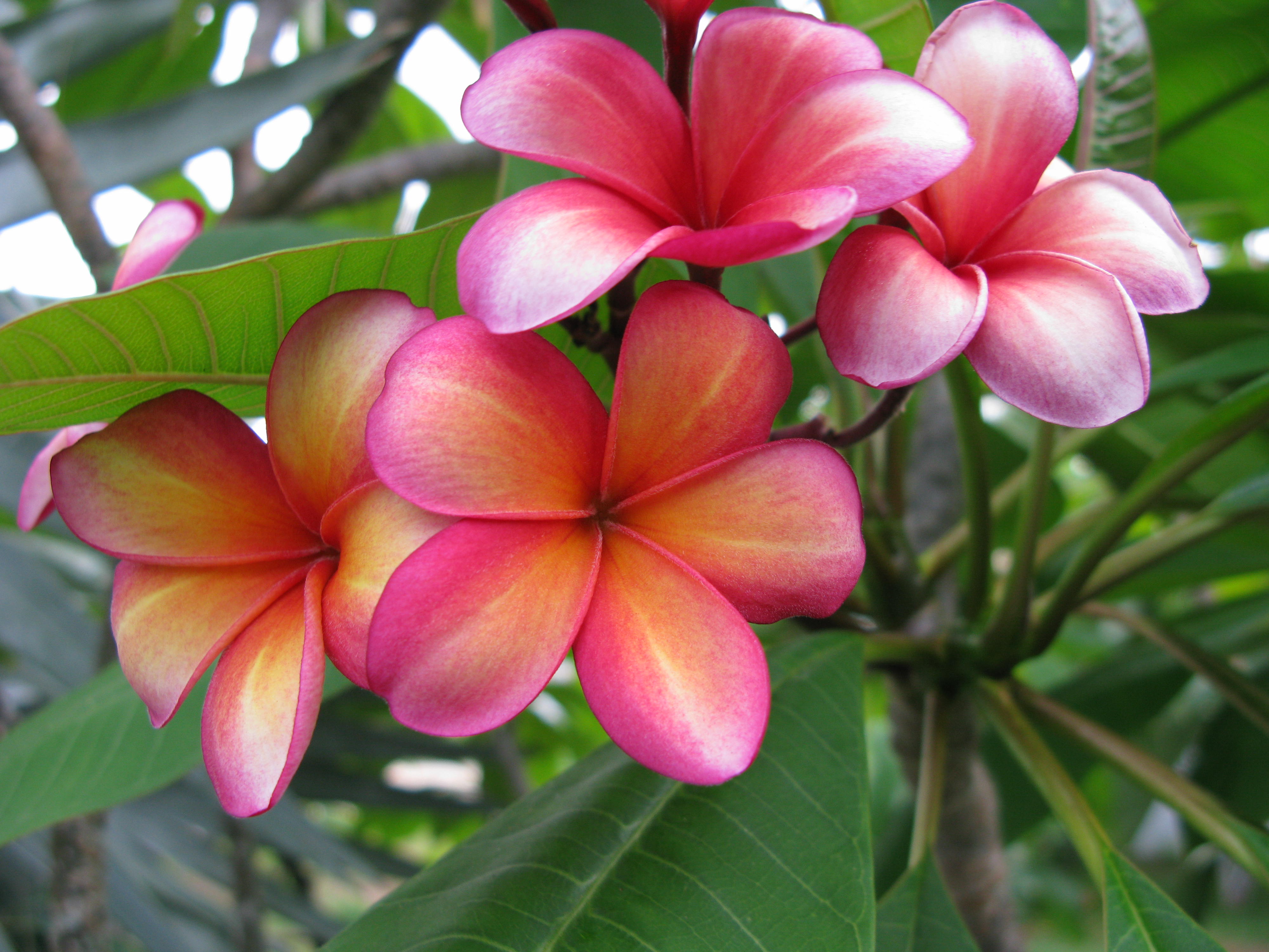 Linda Jean plumeria photo