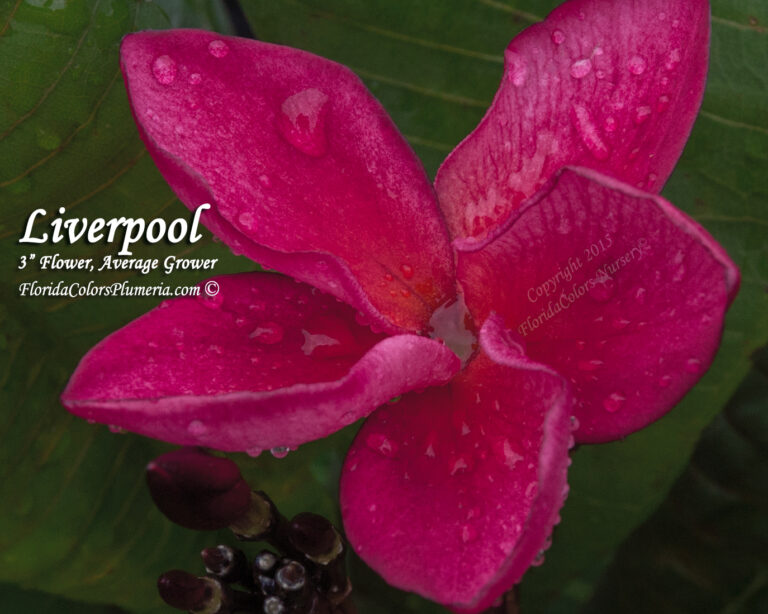 Liverpool plumeria photo