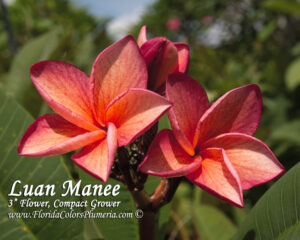 Luan Manee plumeria