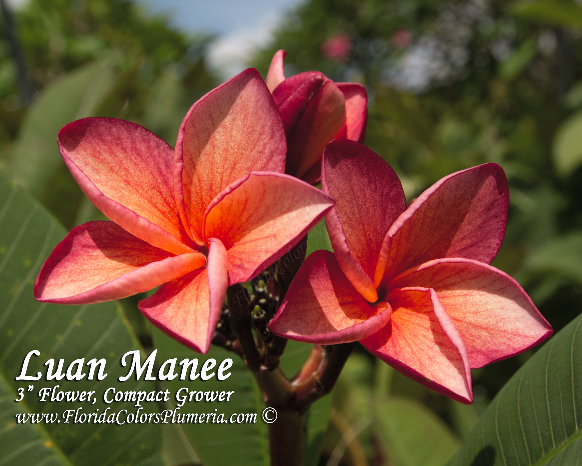 Luan Manee plumeria photo