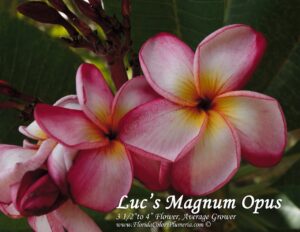 Luc's Magnum Opus plumeria photo