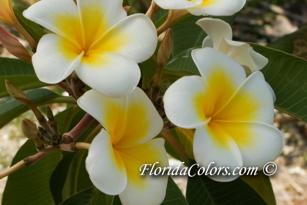Luc’s Gold Cup plumeria photo