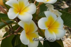 Luc's Gold Cup plumeria photo