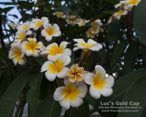 Luc's Gold Cup plumeria photo