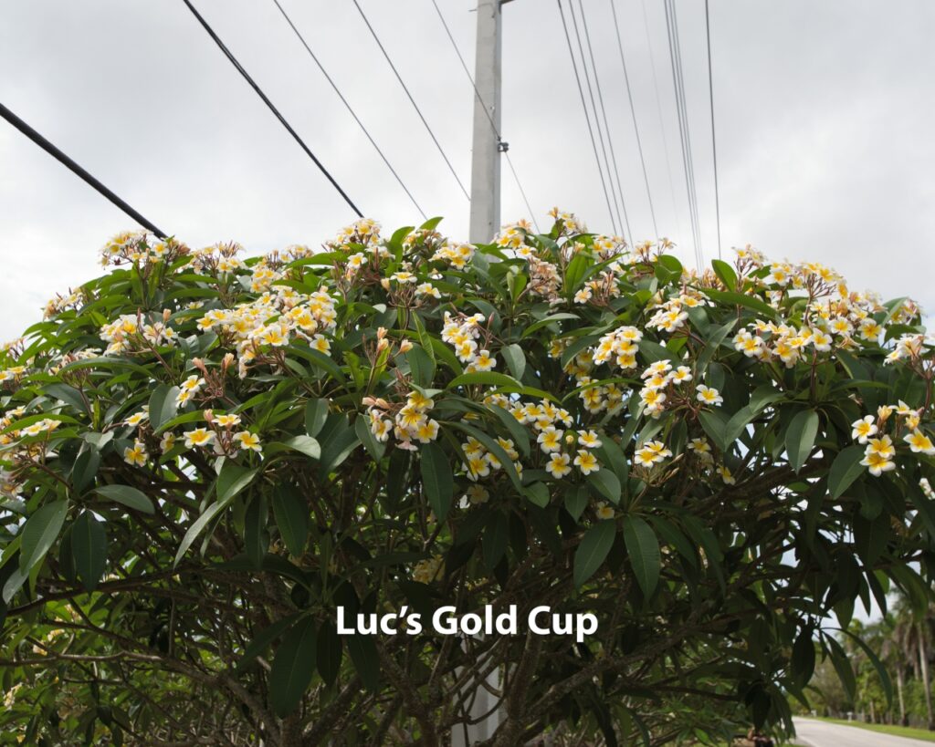 Luc’s Gold Cup plumeria photo
