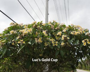 Luc's Gold Cup plumeria photo