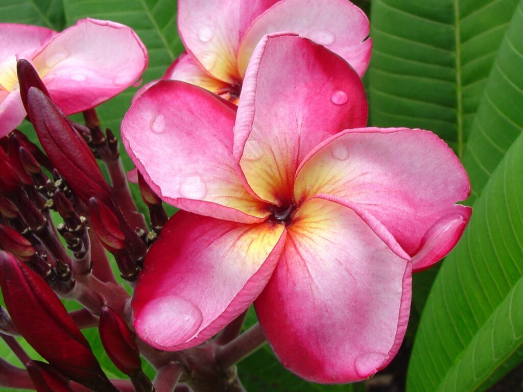 Luc’s Magnum Opus plumeria photo