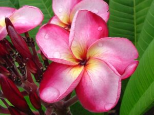 Luc's Magnum Opus plumeria photo
