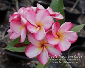 Luc's Magnum Opus plumeria photo