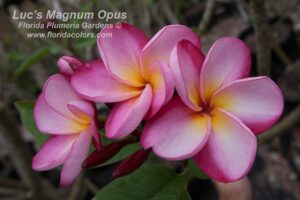 Luc's Magnum Opus plumeria photo