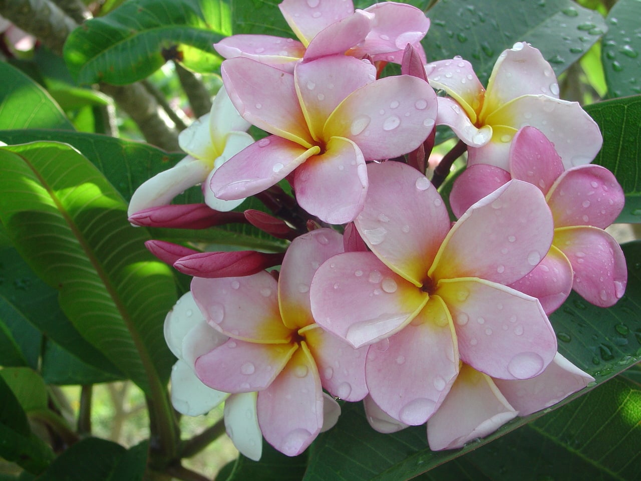 Lynn Ellison plumeria photo