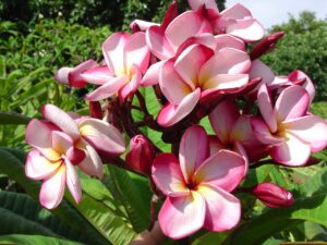 Luc's Magnum Opus plumeria photo
